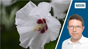 Die Collage zeigt links eine Hibiskus-Blüte und rechts Reporter Timo Kühnemuth.