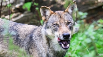 Die Debatte um die Jagd auf Wölfe wird emotional geführt. (Archivbild)