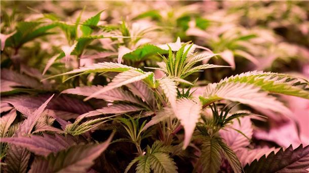 Jugendrichter warnt bei Cannabis vor Angstmacherei Die Debatte um die Legalisierung von Cannabis geht weiter.