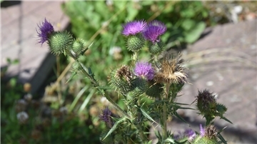 Das Foto zeigt die Blüte einer Acker-Kratzdistel. 