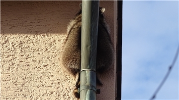 Ein Waschbär ist zwischen einem Dachrinnenrohr und einer Hauswand eingeklemmt