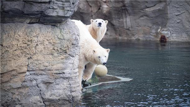 Mama Eisbär und ihre zwei Mädchen: Das Traum-Trio von Bremerhaven Eisbären