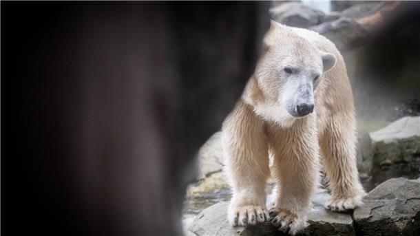 Mama Eisbär und ihre zwei Mädchen: Das Traum-Trio von Bremerhaven Eisbären