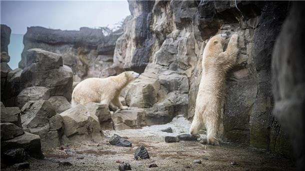 Mama Eisbär und ihre zwei Mädchen: Das Traum-Trio von Bremerhaven Eisbären