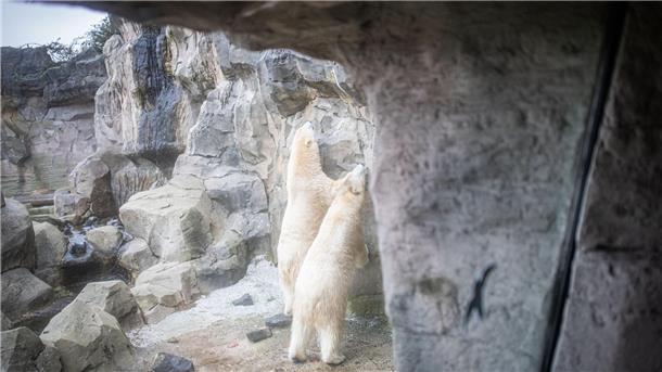 Mama Eisbär und ihre zwei Mädchen: Das Traum-Trio von Bremerhaven Eisbären