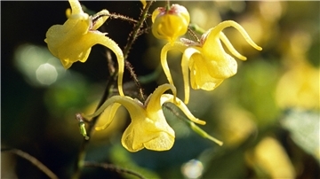 Die Elfenblume (Epimedium) mag nicht nur einen schattigen Platz, sie kommt obendrein unter großen Bäumen gut zurecht.