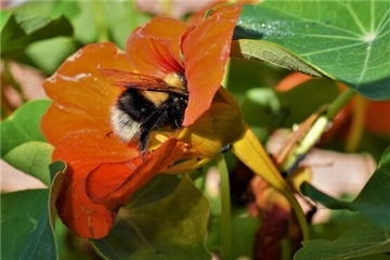Die Erdhummel taucht ab. Sie gehört zu den häufigsten einheimischen Hummelarten.