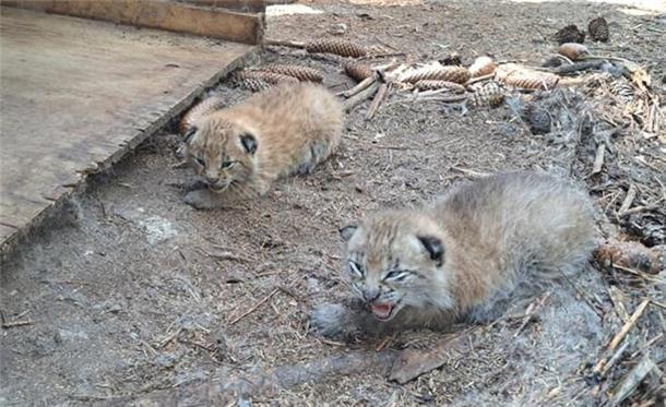 Die ersten Baby-Luchse im Tierpark Cux-Art Beverstedt haben bereits ihre Augen geöffnet.