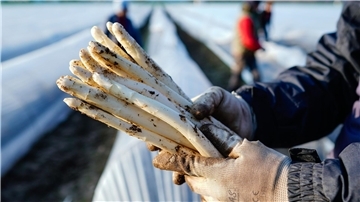 Das bleiche Gemüse ist wieder da: Diese Spargel-Mythen und Fakten müssen Sie kennen Die ersten Stangen Spargel sind in dieser Saison längst gestochen.
