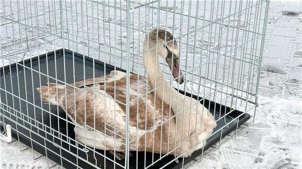 Die Feuerwehr im bayerischen Stockstadt hat einen jungen Schwan, der hilflos bei minus acht Grad auf einer Straße saß, gerettet.
