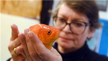 Die Fischtierärztin Sandra Lechleiter in ihrer Praxis mit einem betäubten Goldfisch während einer klinischen Untersuchung.