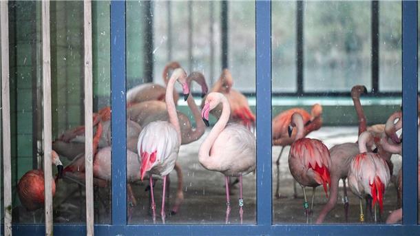 Rutschgefahr: Zoo schützt Tiere vor Eis und Glätte Die Flamingos im Zoo Berlin sind während der aktuellen Minusgrade in einem Stall untergebracht. Mit ihren grazilen Beinen könnten sich die Tiere an scharfkantigem Eis Verletzungen zuziehen oder ausrutschen.