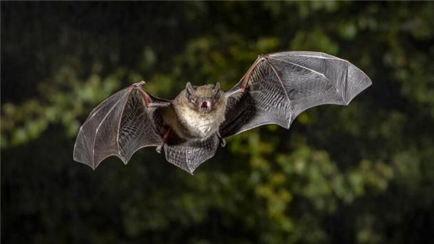 Eine Fledermaus.