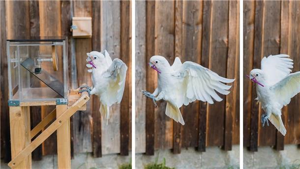 Vorausschauend: Kakadus kommen bei Bedarf mit Werkzeug-Set Die Fotoserie zeigt einen Goffin-Kakadu beim Anflug auf eine Kiste.