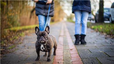 Die traurigsten Schicksale aus dem Bremerhavener Tierheim Die französische Bulldogge Gipsy, einst abgemagert im Tierheim abgegeben, hat ein neues Zuhause gefunden.
