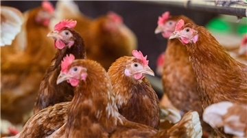 Geflügelpest: Landkreis Gifhorn ordnet Stallpflicht an Die Geflügelpest stellt viele Landkreise in Niedersachsen vor Herausforderungen. (Symbolbild)
