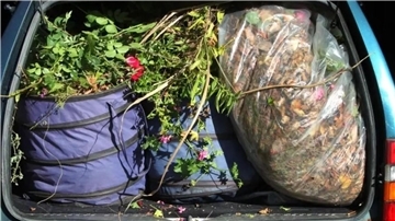 Grünabfall: Entsorgung an drei Standorten in der Gemeinde Butjadingen Grünabfälle in einem Kofferraum.