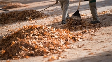 Die Gemeinde Hagen stellt Ende November wieder Container zur Laubentsorgung bereit – ausschließlich für Laub von Straßenbäumen.