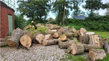 Die Gemeinde hat wieder Holz abzugeben. Es wird gegen Höchstgebot versteigert.