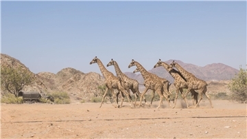Die Giraffen wurden im Nationalpark ausgesetzt.