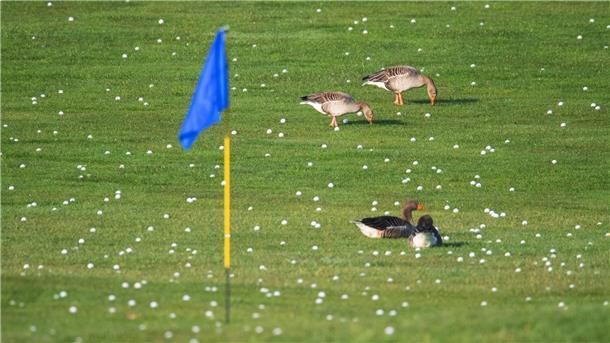 Die Graugänse fühlen sich schonmal wohl - bald sollen sich auch mehr Insekten und Vögel auf Golfplätzen tummeln.
