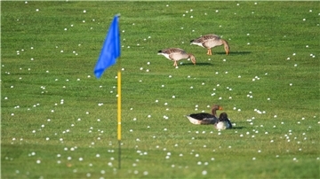 Die Graugänse fühlen sich schonmal wohl - bald sollen sich auch mehr Insekten und Vögel auf Golfplätzen tummeln.