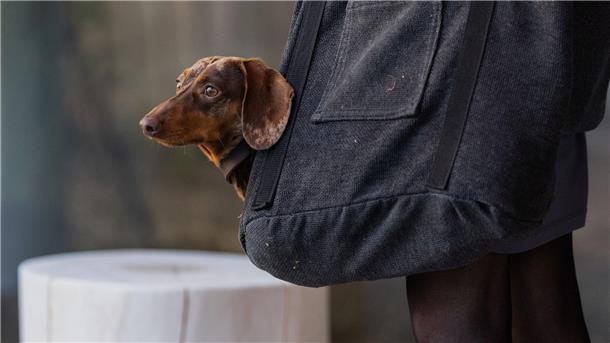 Hundesteuer auf Rekordhoch – Futterpreise ziehen weiter an Die Haltung eines Hundes geht ins Geld. (Symbolbild)