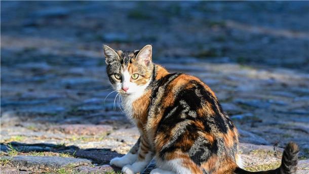 Die Hauskatze gelangte vor mehr als 2000 Jahren über den Nahen Osten nach Europa.