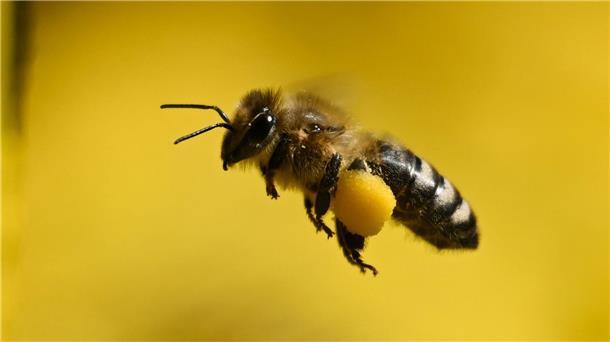 Nehmen wir den Bienen ihre Nahrung weg? Die Honigbiene bringt den gesammelten Nektar in den Bienenstock oder Bienenkasten.