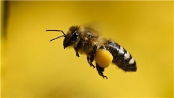 Die Honigbiene bringt den gesammelten Nektar in den Bienenstock oder Bienenkasten.