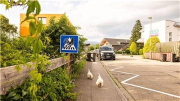 Die Hühner von Wolfgang Rombach überqueren alleine eine Straße. 