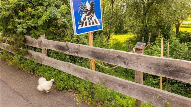 Die Hühner wechseln die Straßenseite, um frisches Futter wie Gras und Würmer zu finden. 