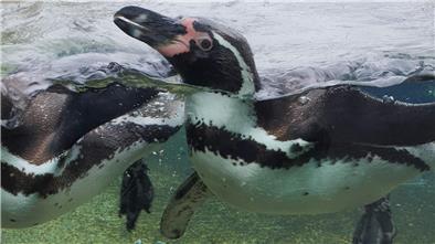 So feiern die Pinguine im Zoo am Meer den Weltpinguintag (Video) Die Humboldtpinguine im Zoo am Meer in Bremerhaven wissen gar nicht, dass am 25. April der Weltpinguintag ist. Sie schwimmen, wie an jedem anderen Tag, fröhlich umher.