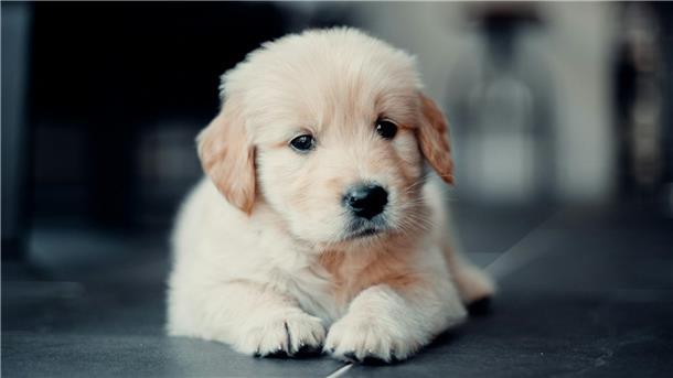 Golden Retriever Welpe