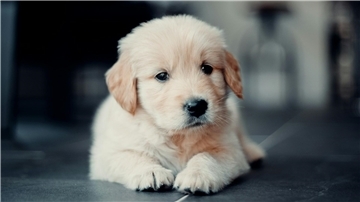Golden Retriever Welpe