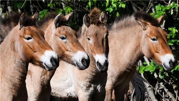Przewalski-Pferde aus Berlin fliegen nach Kasachstan Die im natürlichen Lebensraum als lange Zeit ausgestorben gegoltenen Przewalski-Pferde im Tierpark Berlin.