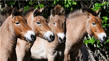 Die im natürlichen Lebensraum als lange Zeit ausgestorben gegoltenen Przewalski-Pferde im Tierpark Berlin.