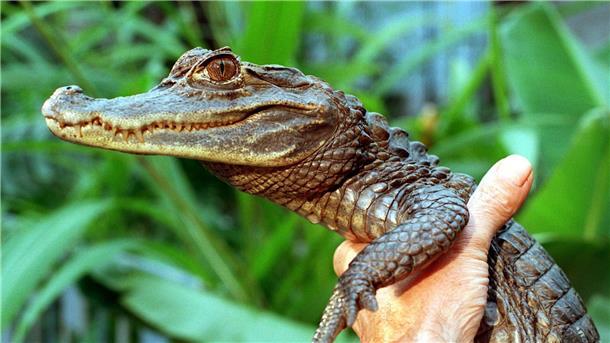 „Ungeheuer von Loch Neuss“ - Jagd auf Alligator Sammy Die Jagd auf Kaiman Sammy hielt vor 30 Jahren tagelang Polizei, Feuerwehr und Medien in Atem.