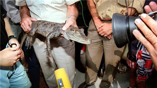 „Ungeheuer von Loch Neuss“ - Jagd auf Alligator Sammy Die Jagd auf Kaiman Sammy hielt vor 30 Jahren tagelang Polizei, Feuerwehr und Medien in Atem.