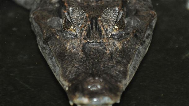 „Ungeheuer von Loch Neuss“ - Jagd auf Alligator Sammy Die Jagd auf Kaiman Sammy hielt vor 30 Jahren tagelang Polizei, Feuerwehr und Medien in Atem.