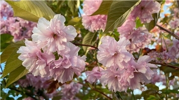 Blüten der Japanischen Zierkirsche