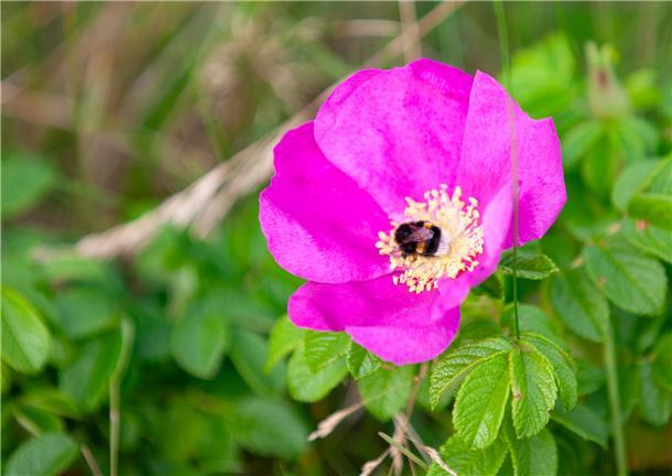 Die Kartoffelrose ist in den Cuxhavener Küstenheiden nicht heimisch. Dort, wo si...