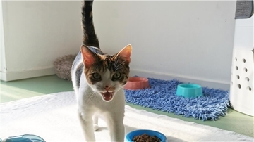 Katze
