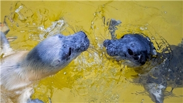 Die Kegelrobbenweibchen Hätti (l) und Toni in der Seehundstation Friedrichskoog.