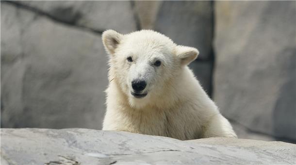 Die kleine Eisbärin läuft durch die Außenanlage im Eismeer im Tierpark Hagenbeck.