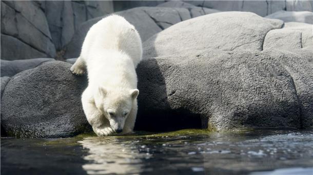 Die kleine Eisbärin steht am Beckenrand in der Außenanlage im Eismeer im Tierpark Hagenbeck.