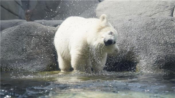 Die kleine Eisbärin steht im Wasserbecken und schüttelt ihr Fell.