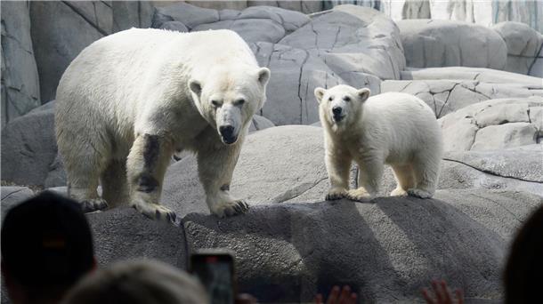 Die kleine Eisbärin steht neben Eisbärenmutter Victoria im Tierpark Hagenbeck.