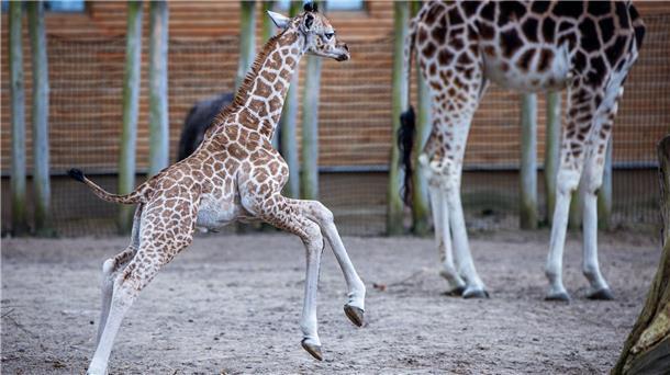 Die kleine Giraffe Mojo springt herum und erkundet das Gehege. 