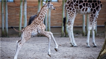 Die kleine Giraffe Mojo springt herum und erkundet das Gehege. 